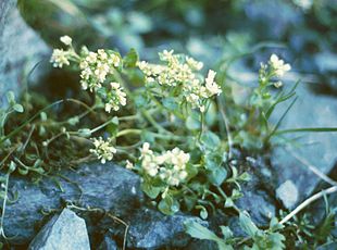 Cochlearia excelsa