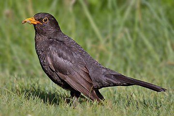 Common blackbird