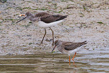 Common Greenshank & Common Redshank.jpg