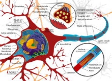 Diagram of a typical myelinated vertebrate motor neuron Complete neuron cell diagram en.svg