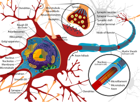 Пълна диаграма на невронни клетки en.svg