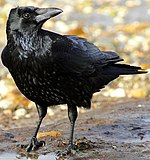 Oiseau noir dy type corbeau, légèrement tourné vers l'objectif