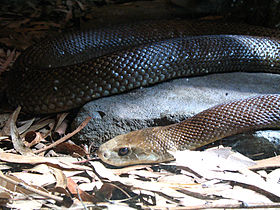 Taipan-costeira no zoológico de Taronga.