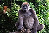 Gorilla gorilla diehli