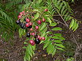 Buah pokok kari