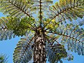 The tripinnate fronds of Alsophila glaucifolia in Réunion.