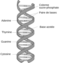 DNA structure and bases FR.svg