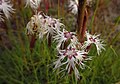 Nõmmnelk (Dianthus arenarius)