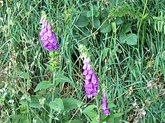 Digitales pourpres (Digitalis purpurea) sur la ZNIEFF, en bordure de l'arboretum.