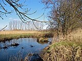 Der Dilsbach am Reinheimer Teich