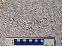 The trackways Diplichnites could be produced by a variety of arthropods throughout the Phanerozoic fossil record, especially millipedes and trilobites in the Paleozoic. This example may have been produced by a euthycarcinoid.