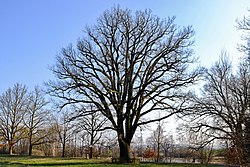 Památný strom Dub letní ve Dvorečku