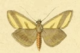 Emprepes pudicalis