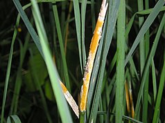 Epichloë typhina sur Dactylis glomerata