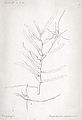 Angraecum expansum. Ботаническая иллюстрация из книги Du Petit-Thouars A. Louis Marie Aubert Orchidées des Iles Australes d'Afrique, 1822 г.
