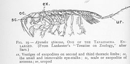 Apseudes spinosus