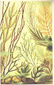 Aquatic Botany 1906 Artist rendition Desmarestia aculeata - figure 13a/b