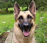 A Female German Shepherd looks attentively at its owner