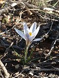 Miniatura para Crocus nevadensis