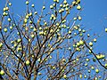 Fruits, São Paulo, Brazil