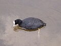 Fulica atra.