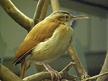 Furnarius cinnamomeus - Pacific Hornero; Antwerp Zoo.jpg