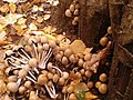 Brittlestem, Psathyrella multipedata, on willow loggery