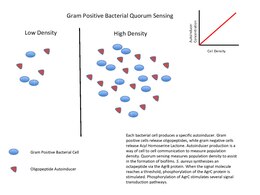 Gram-positive bacteria quorum sensing Gram Positive Bacteria Quorum Sensing.pdf