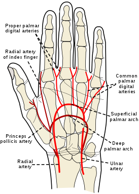 Ладонь левой руки. Показаны проекции основных артерий