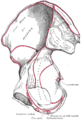 Os coxal droit. Vue médiale