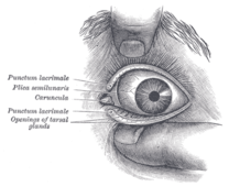 The outer parts of the eye Gray892.png