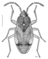 Regatarma forsteri, Nouvelle-Zélande, dessin de Desmond W. Helmore.