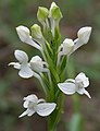 Orchid- Habenaria roxburghii தலக்கோணாக் காட்டில், ஆந்திரப் பிரதேசம், இந்தியா சித்தூர் மாவட்ட