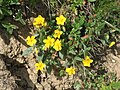 Helianthemum grandiflorum