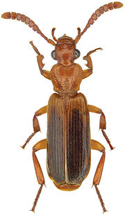 Miniatura para Helluomorphoides