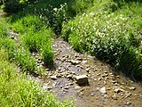 Hergstbach mit Mädesüß auf den letzten Metern seines Weges