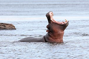 Un hippopotame commun (Hippopotamus amphibius) dans le fleuve Zambèze, au Zimbabwe, en train de bâiller. (définition réelle 3 581 × 2 387)