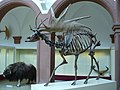 Miniatura para Megaloceros giganteus