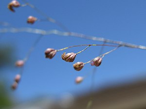 기장대풀(Isachne globosa)