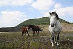 Vignette pour Cheval en Corée du Sud