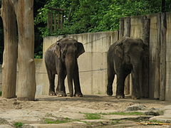 Éléphants d'Asie.