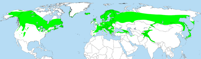 Paprastojo kadagio (Juniperus communis) savaiminis paplitimas