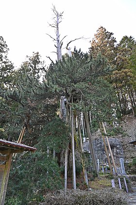 甘泉寺のコウヤマキ