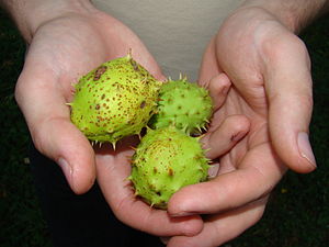 Horse-chestnuts