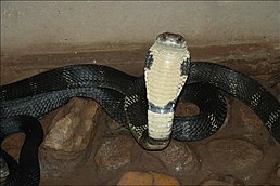 Kobra královská (Ophiophagus hannah)