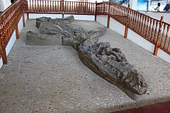 Squelette fossile d'un pliosaure conservé dans un musée