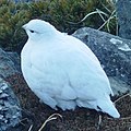 2012年12月22日 (土) 10:06時点における版のサムネイル