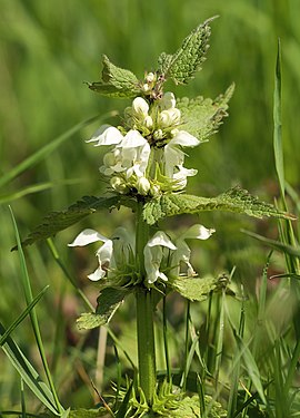 Witte dovenetel (Lamium album)