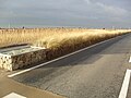 Le Touquet-Paris-Plage - Les oyats de la digue-promenade (1)