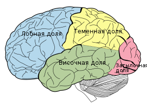 Lobes of the brain rus.svg